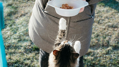 Cat reaching for food bowl